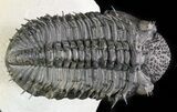 Spiny Drotops Armatus Trilobite - #47072-3